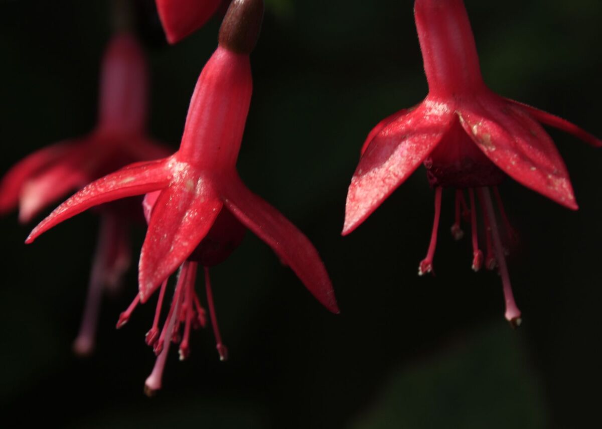 In the sunlight - Jenny Tucker